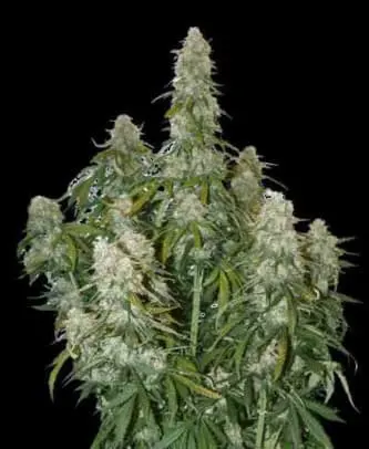 Big Bud Auto Feminised