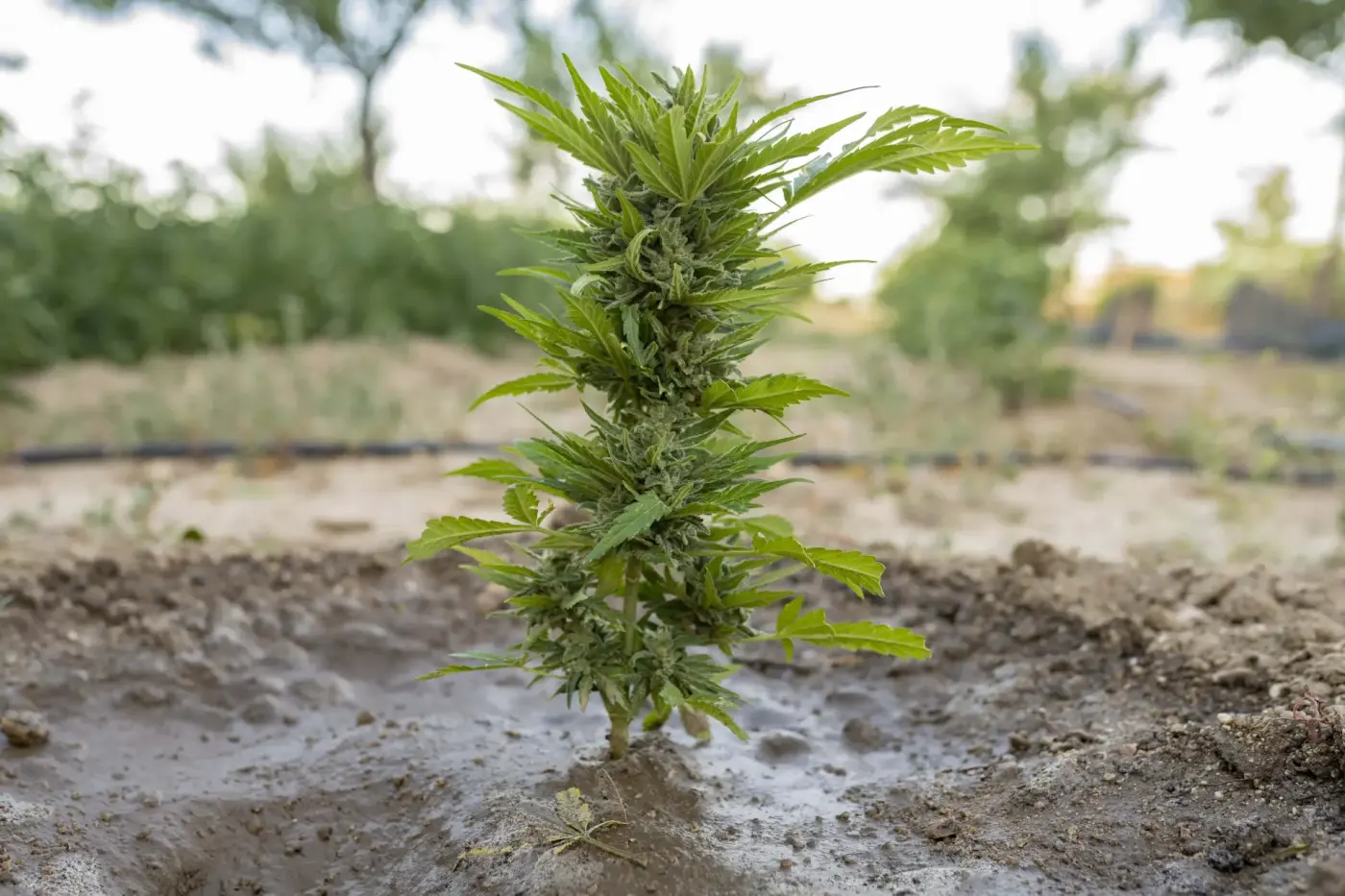 Outdoor Cannabis Irrigation: Drip Systems, Water Quality & Mulching