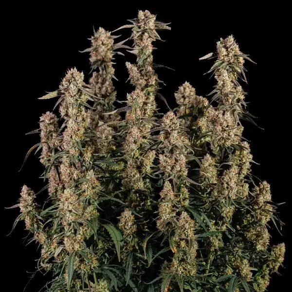 Orion F1 Auto