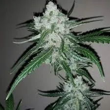 Amnesia Ganja Haze Feminised