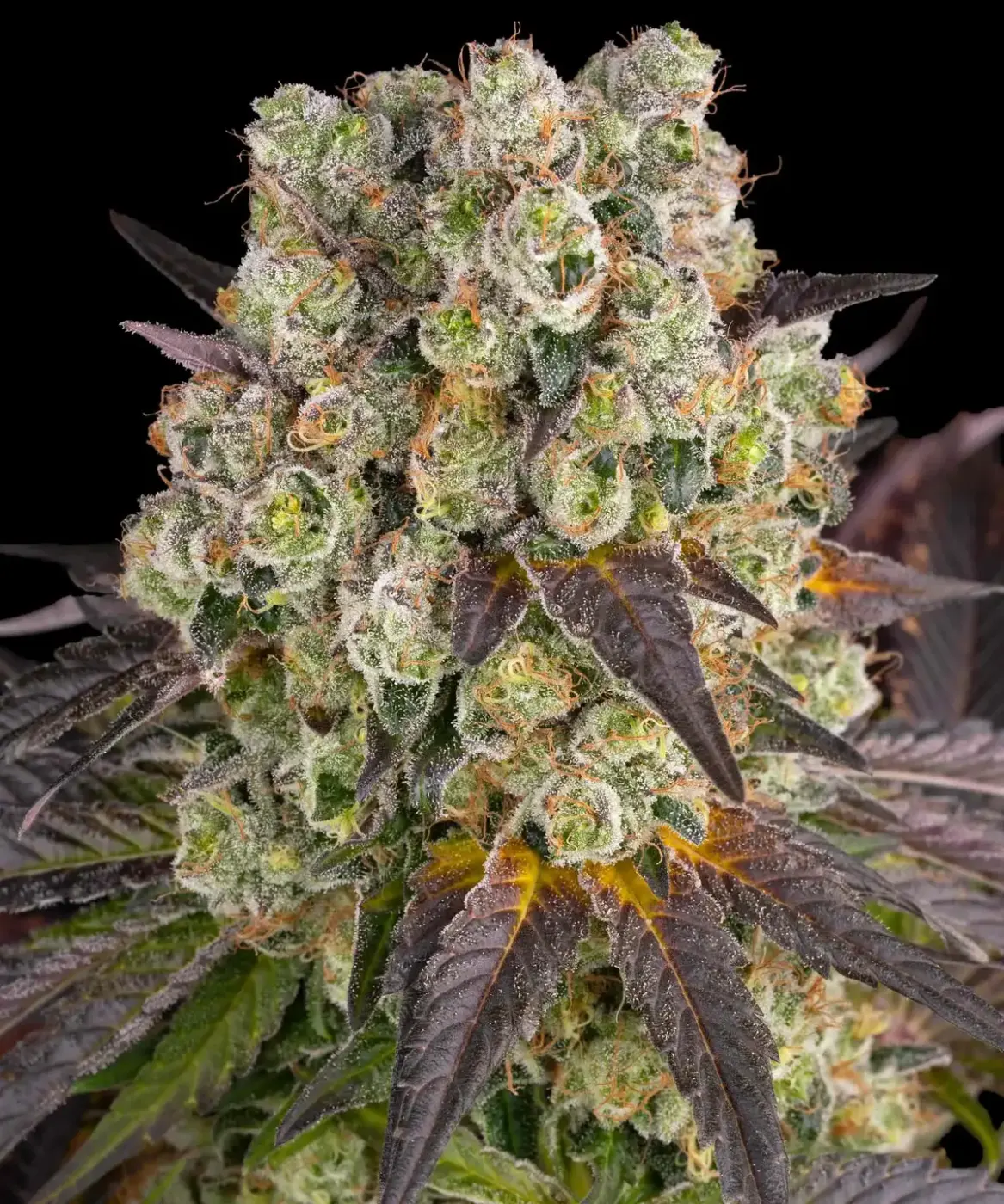 Purple Punch x Lemon Drizzle