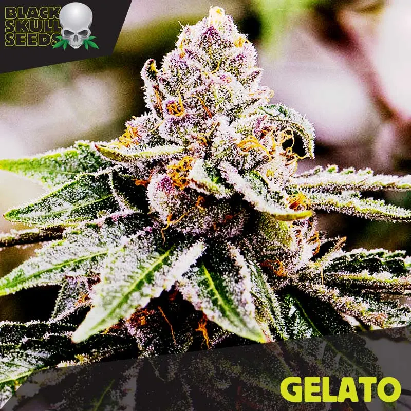 Gelato