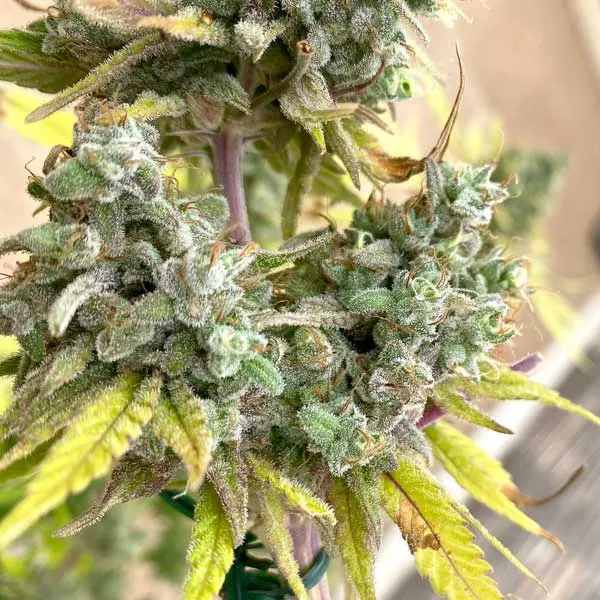 Blue Dream