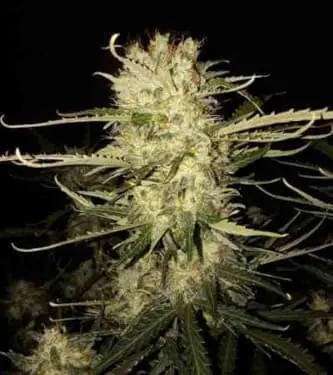 OGKush Auto Feminised