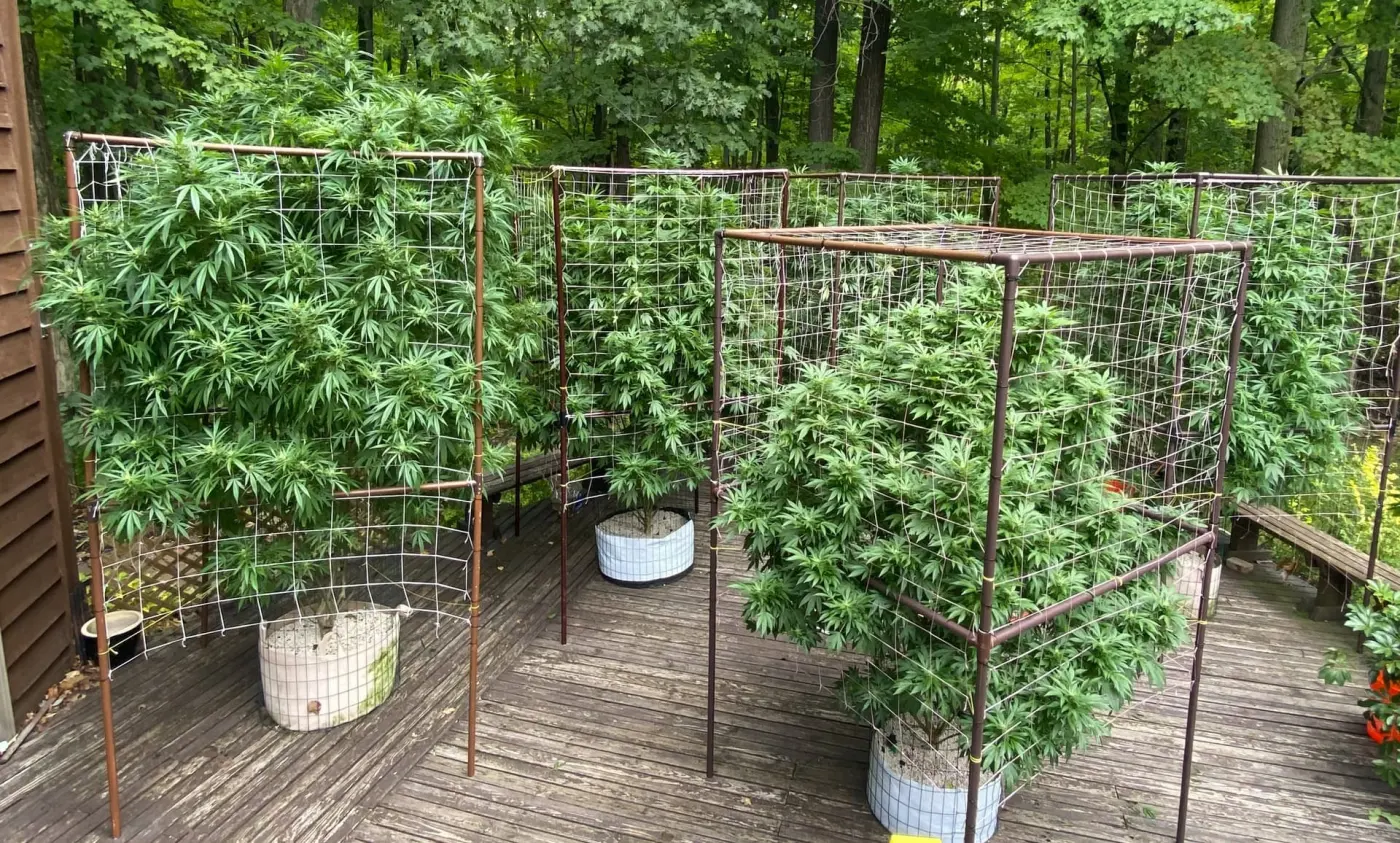 Outdoor Cannabis Pruning & Trellising: Topping, Defoliation & Support Systems