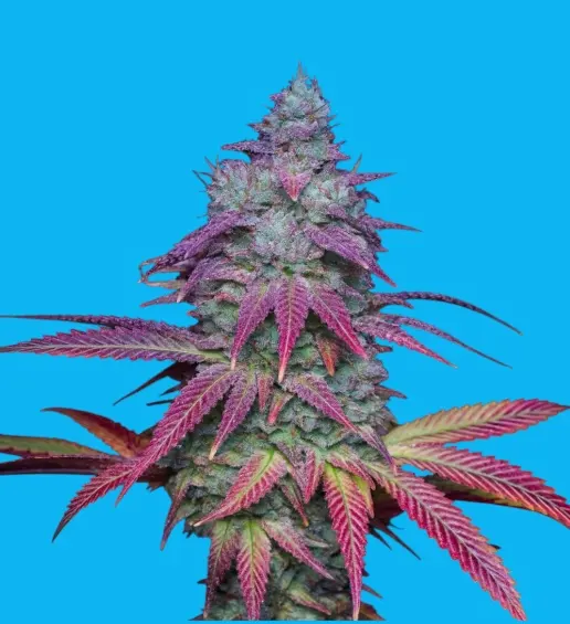 Purple Candy