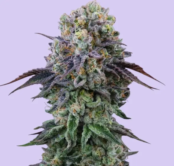 Coconut Cream