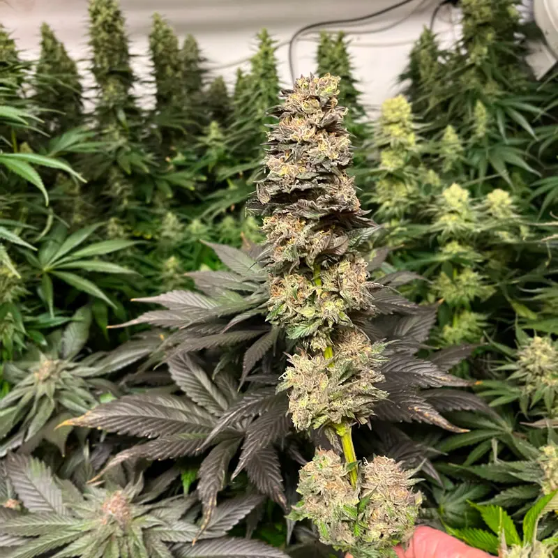 Banana Kush