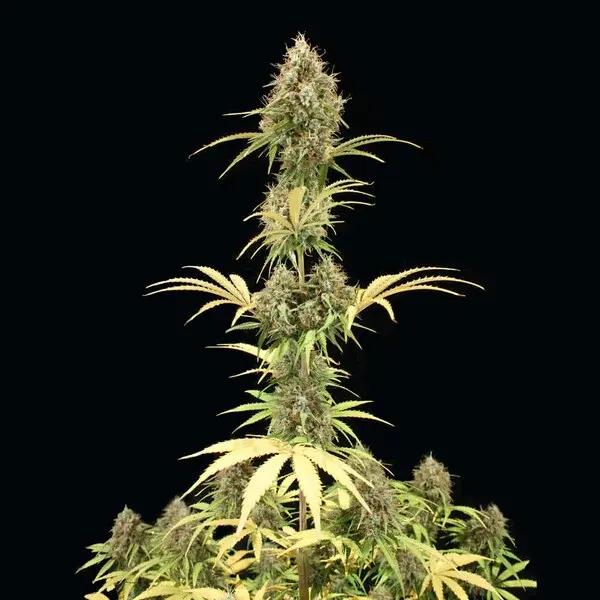 Amnesia Haze Auto