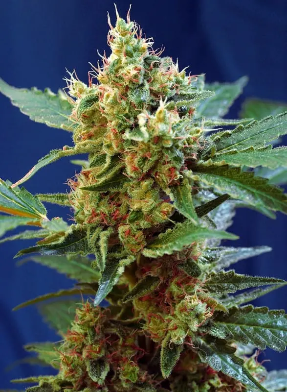 Cream Mandarine XL Auto Feminised