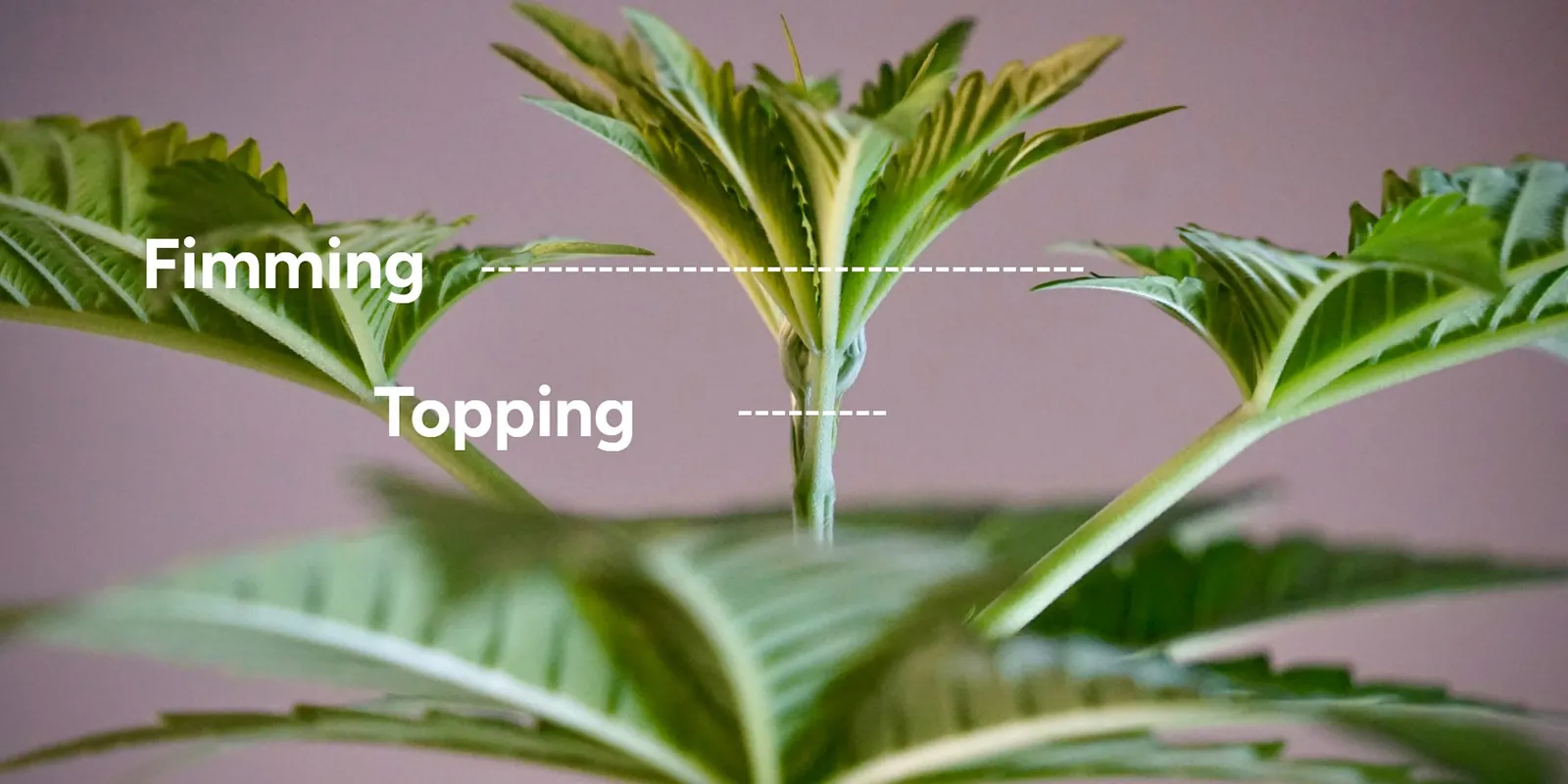 Topping vs. FIMming
