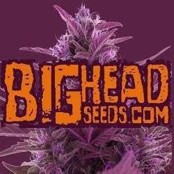 Big Head Seeds