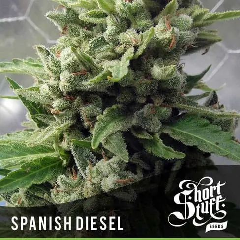 Auto Spanish Diesel Feminised