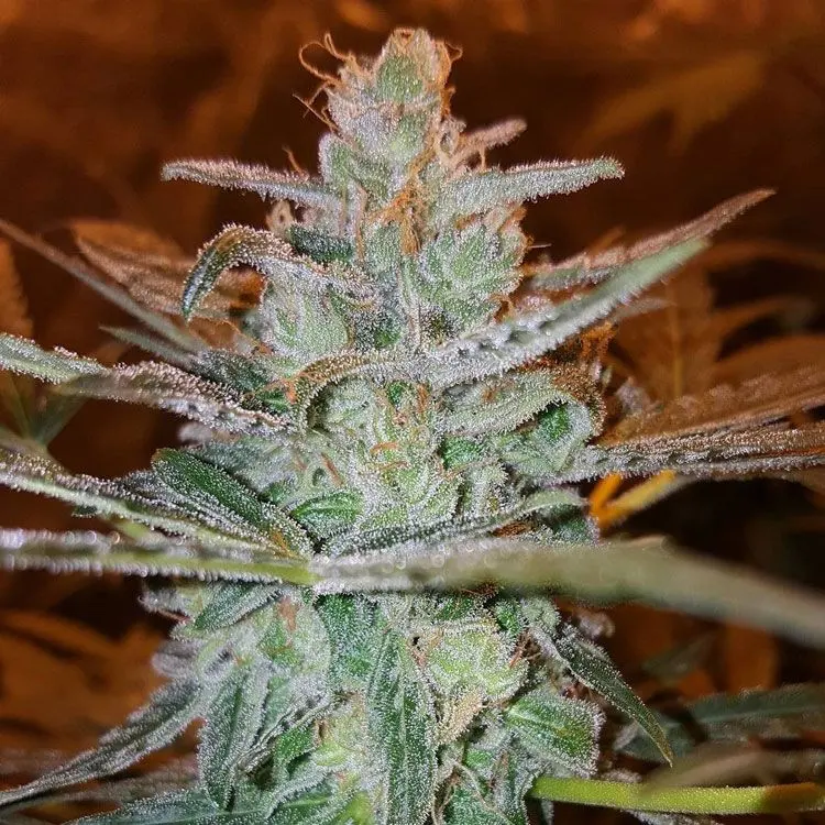 Stilton Breath AKA Cheesedom