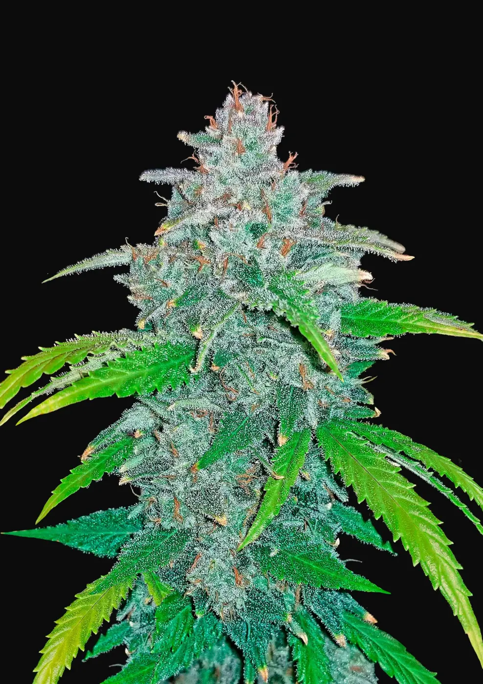 Blue Dream’matic