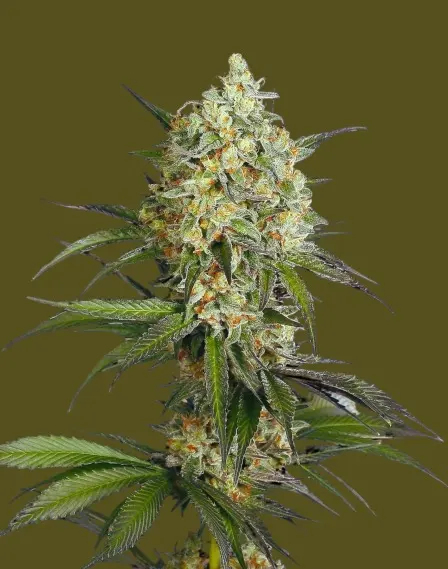 Sour Diesel