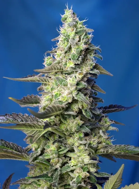 Green Poison XL Auto Feminised
