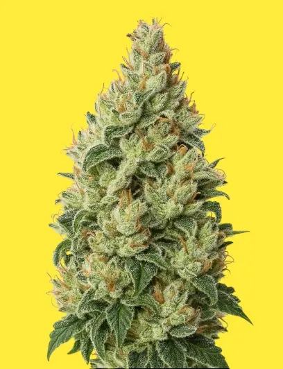 Cheese