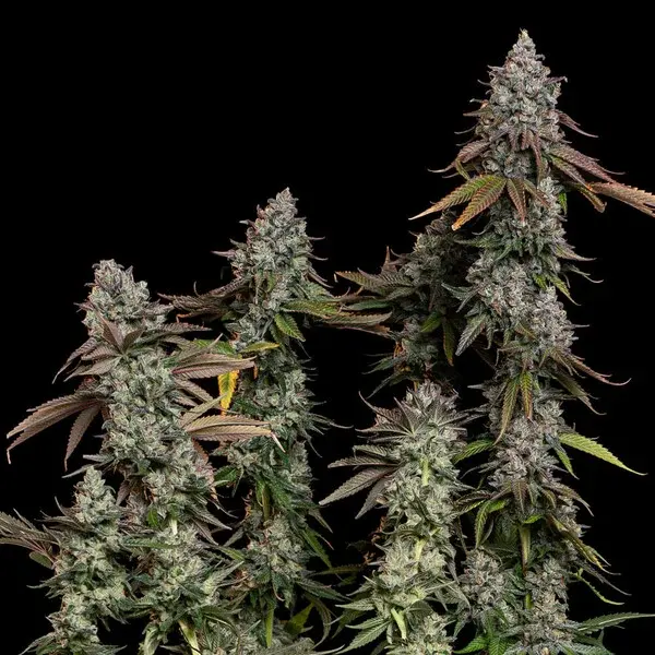 O.G Kush