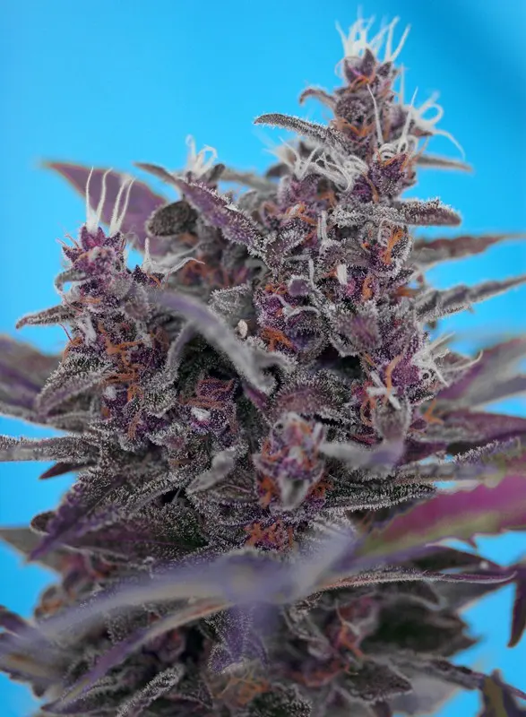 Black Cream Auto Feminised