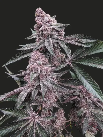 Frozen Black Cherry OG