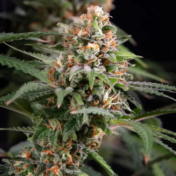 Candy Kush Express