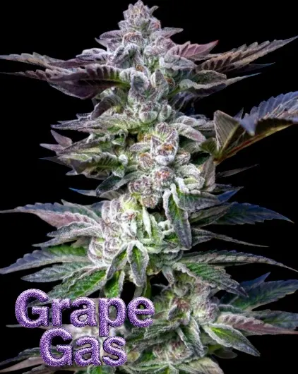 Grape Gas