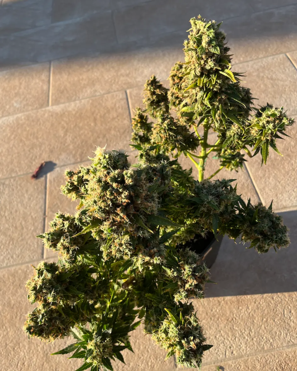 AK47