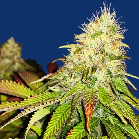 Maple Leaf Indica