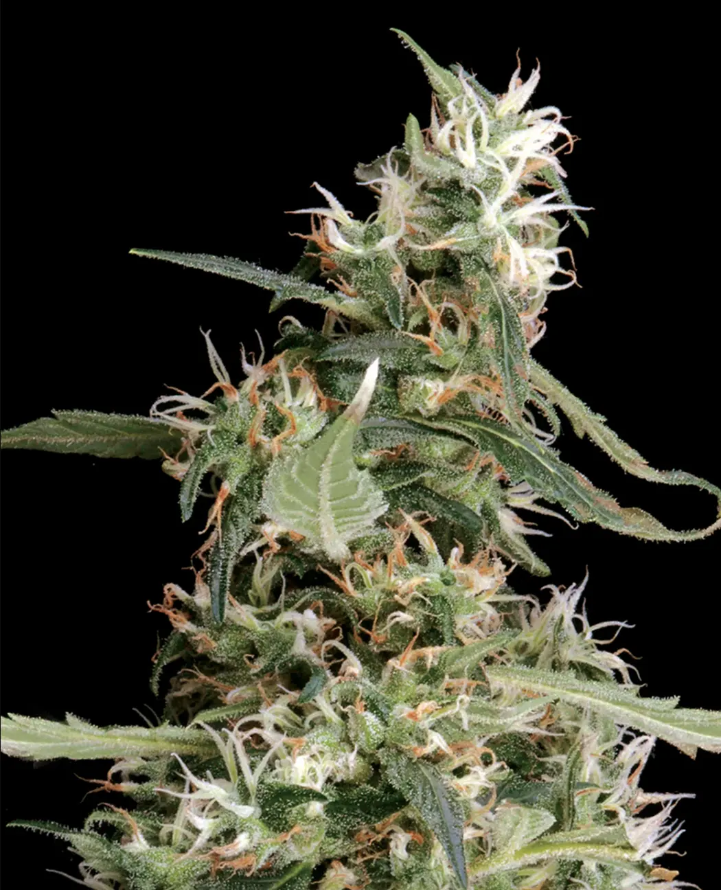 Arjan’s Ultra Haze #1