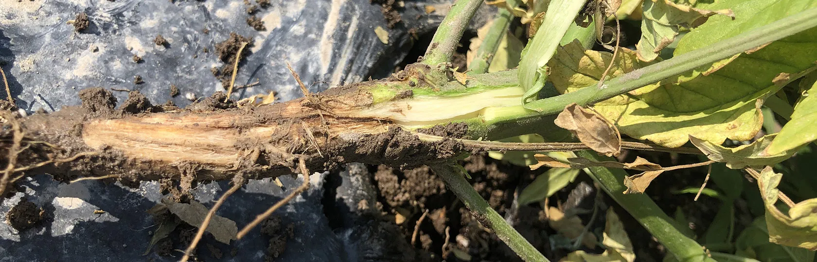 Pythium