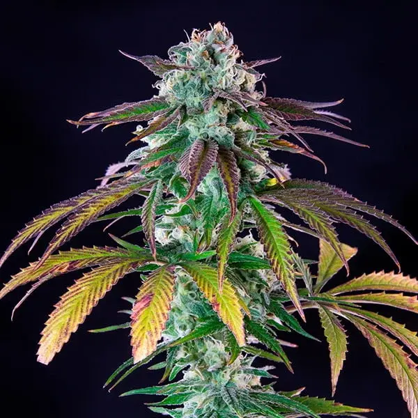 Green Crack Punch