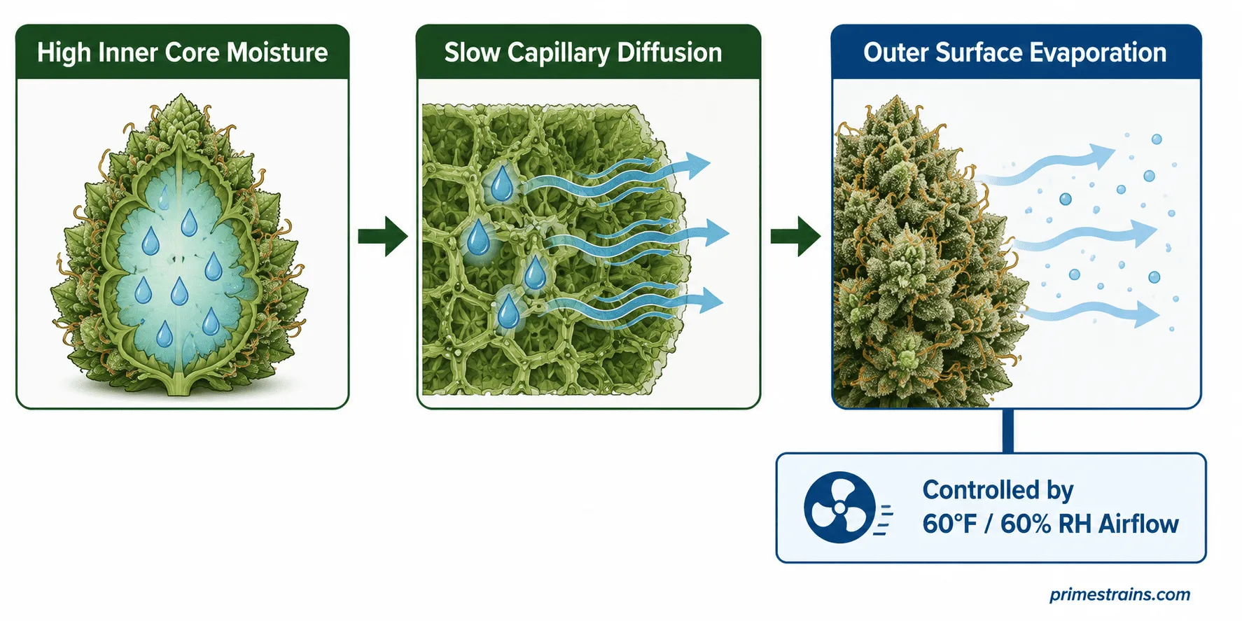 The Physics of Drying: Controlling Moisture & Terpene Loss