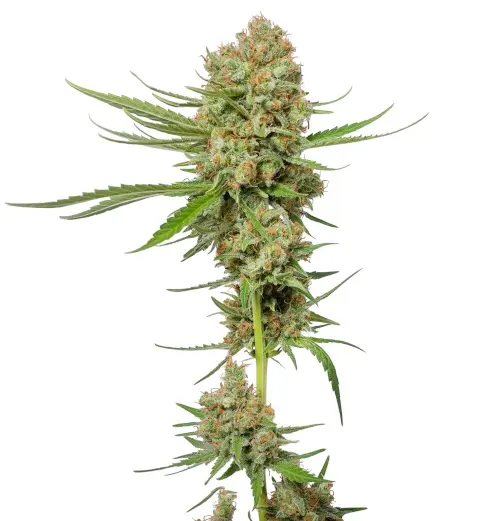 Green Crack
