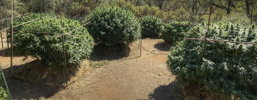 Heavy-Duty Trellising and Wind Protection