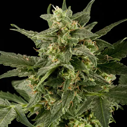 Auto Pineapple Gum