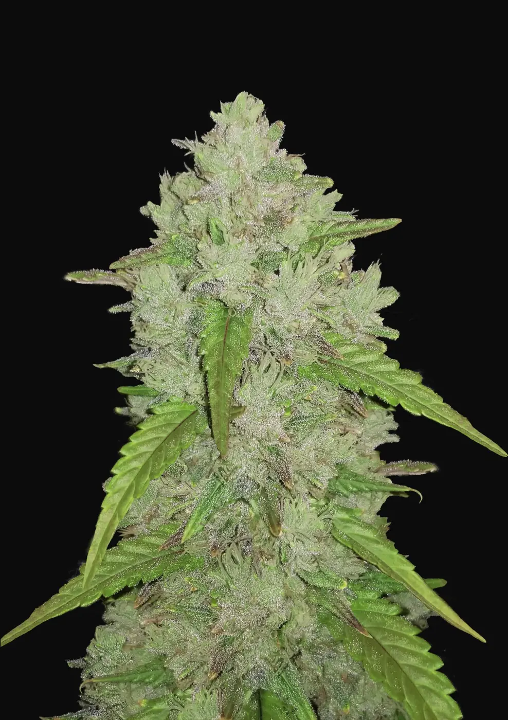 Auto Amnesia Haze