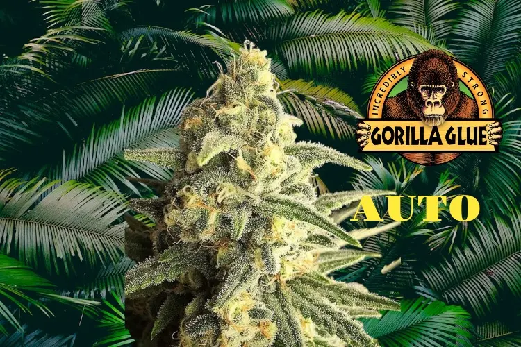 Gorilla Glue