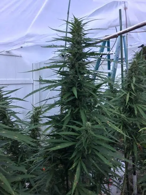 Amnesia Haze