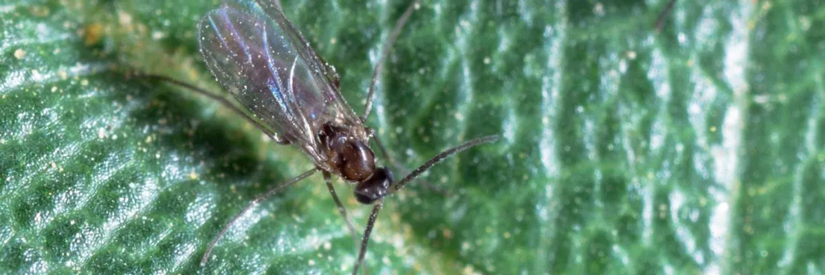 Fungus Gnats