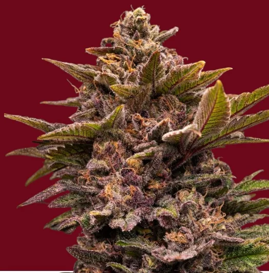 Pure Lemon Cherry