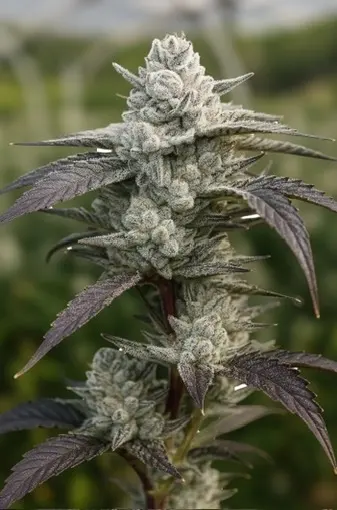 Lemon Cherry Gelato