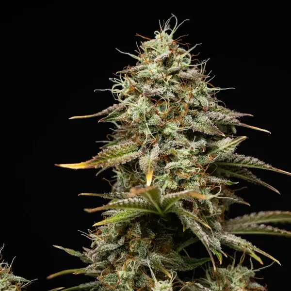Royal Cheese Auto