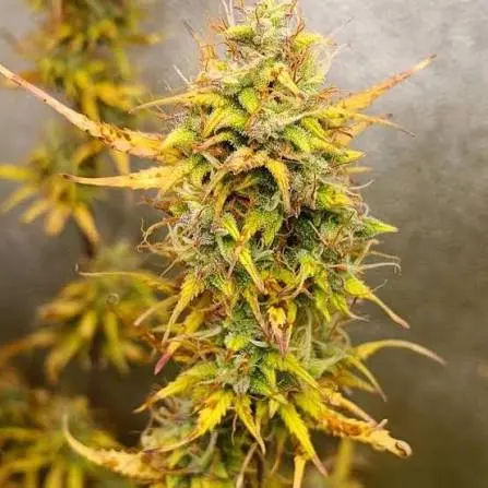 BCN Critical XXL Auto Feminised