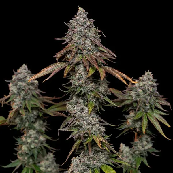 O.G Kush