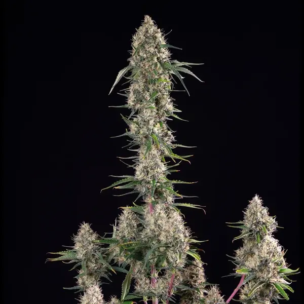 Sundae Driver