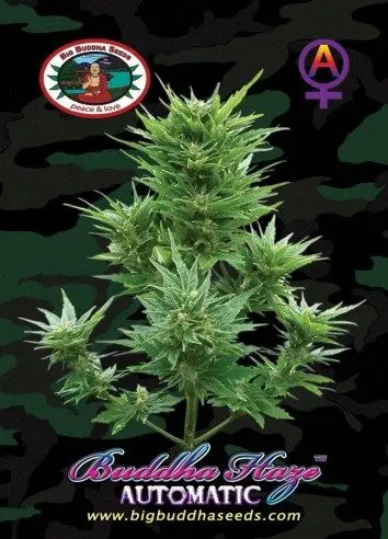 Buddha Haze