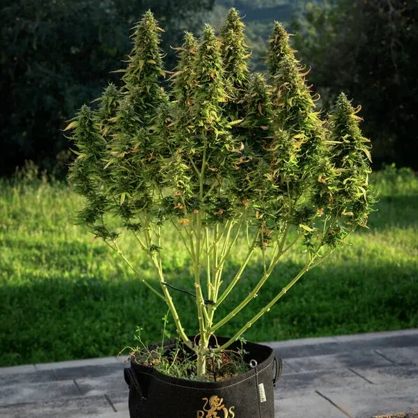 Royal Gorilla Auto