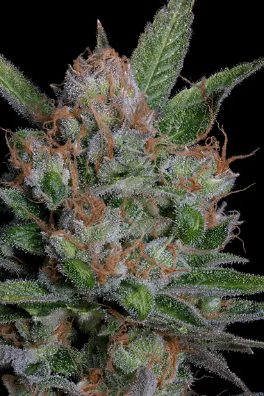 SOUR DIESEL