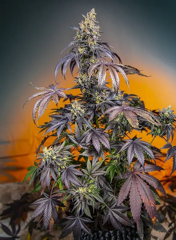 Gorilla Girl XL Auto Feminised